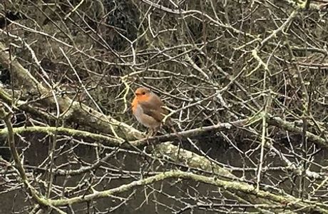 Tocil Wood and Nature Reserve