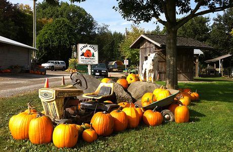 New House Farm Pumpkins