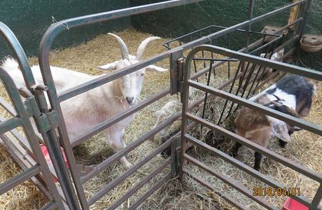 Valleyview Little Animal Farm