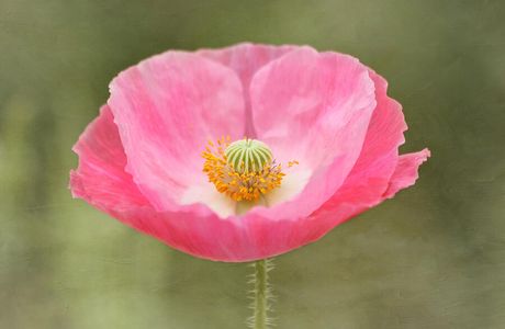 Pink Poppies