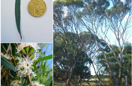 Emu Ridge Eucalyptus