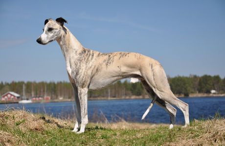 The Greyhound