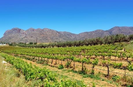 Metaxakis Winery