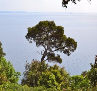 Sentiero Tiziana Weiss (o Sentiero Della Salvia)