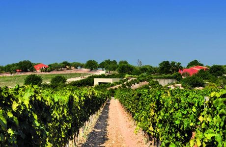 Planeta, Tenuta Buonivini - Noto