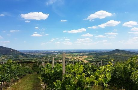 Azienda Agricola Vignalta s.s.