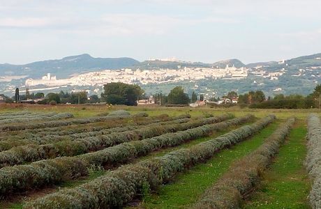 Il Lavandeto di Assisi giardino e vivaio