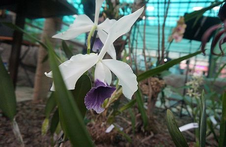 Orchids Museum