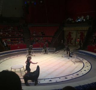 Bryansk State Circus