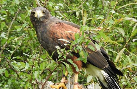 Fir Tree Falconry