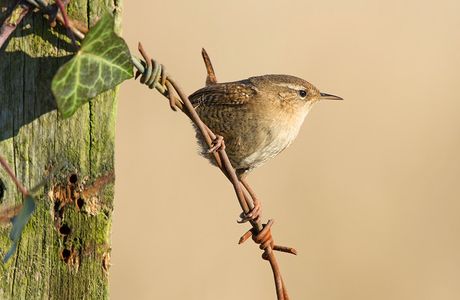 The Jenny Wren