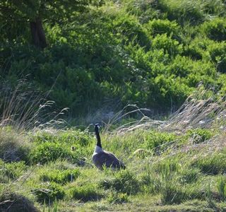 Marton Mere Local Nature Reserve