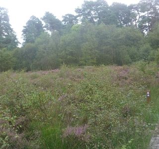 Kirkconnell Flow Nature Reserve