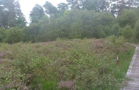 Kirkconnell Flow Nature Reserve