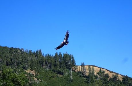 Ventana Wildlife Society