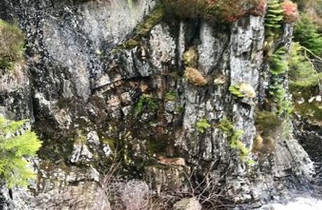 Strathmashie Forest