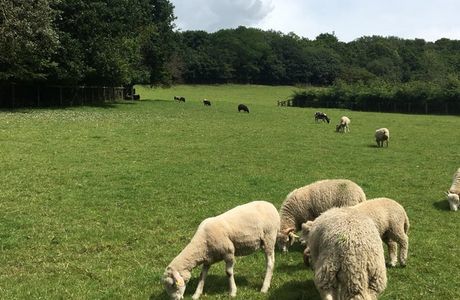 Meanwood Valley Urban Farm