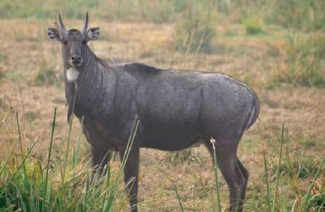 Rampara Wildlife Sanctuary