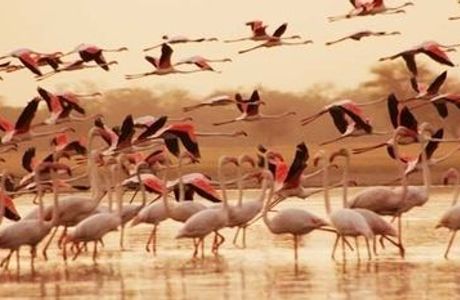 Porbandar Bird Sanctuary