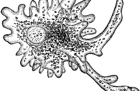 Amoeba