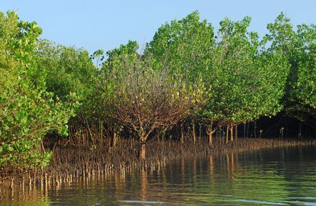 Mangrove Forest