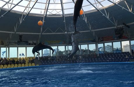 Minsk Dolphinarium Nemo