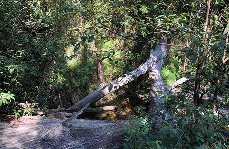 Tree Fern Gully Trail