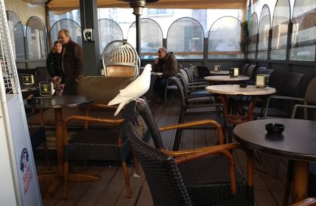 Perla Cafe