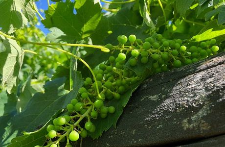 Azienda Vitivinicola Edoardo Patrone