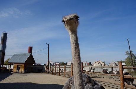 Ostrich Ranch