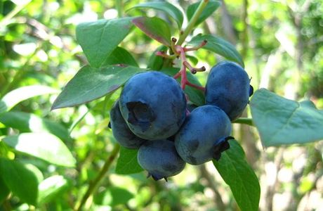 Stateline Blueberries