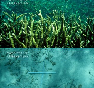 Carysfort Reef