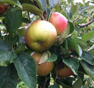 Woodside Orchards