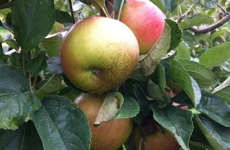Woodside Orchards