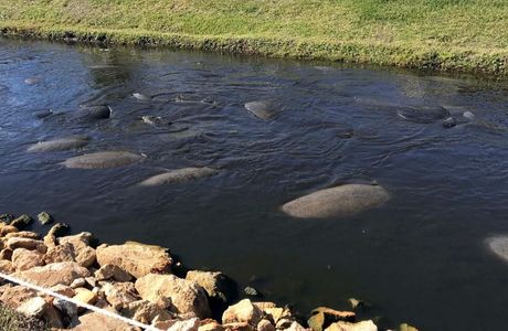 Berkeley Canal Manatee Observation Point