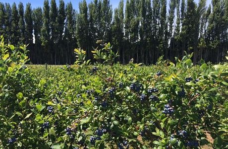 Graysmarsh Berry Farm