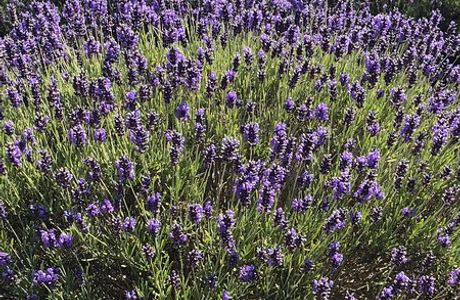 Cedarbrook Lavender & Herb Farm