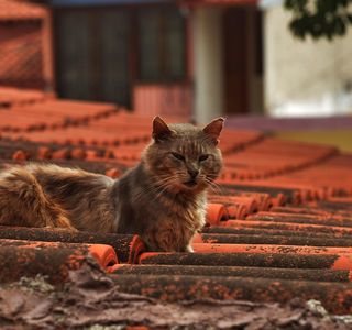 Cats on the roof