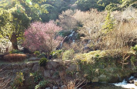 Atami Plum Garden