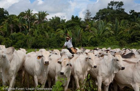 Amazon Farm