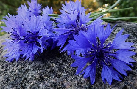 Cornflowers