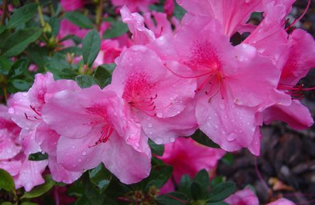 Azalea