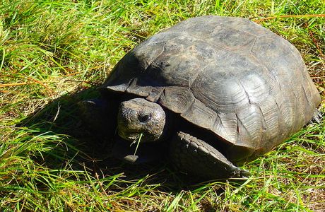 Fukaya Big Turtle