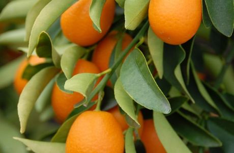 Kumquat Nature Reserve