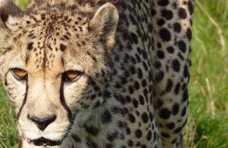 The Big Cat Sanctuary
