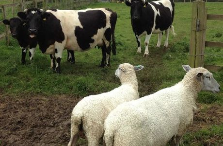 Gorse Hill City Farm