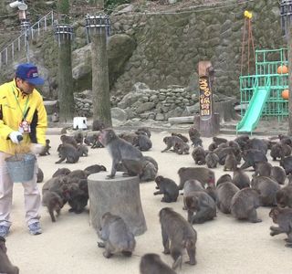 Takasakiyama Natural Zoo