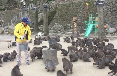 Takasakiyama Natural Zoo