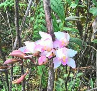 Phu Luang Wildlife Sanctuary