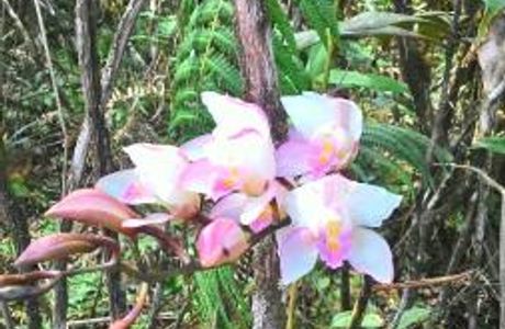 Phu Luang Wildlife Sanctuary